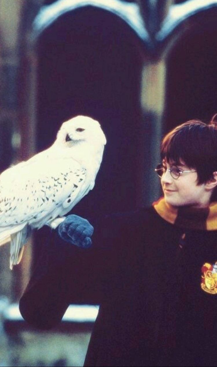 Harry Potter con Edvige gufo, mondo magico, 750x1265 Verticale, Telefono