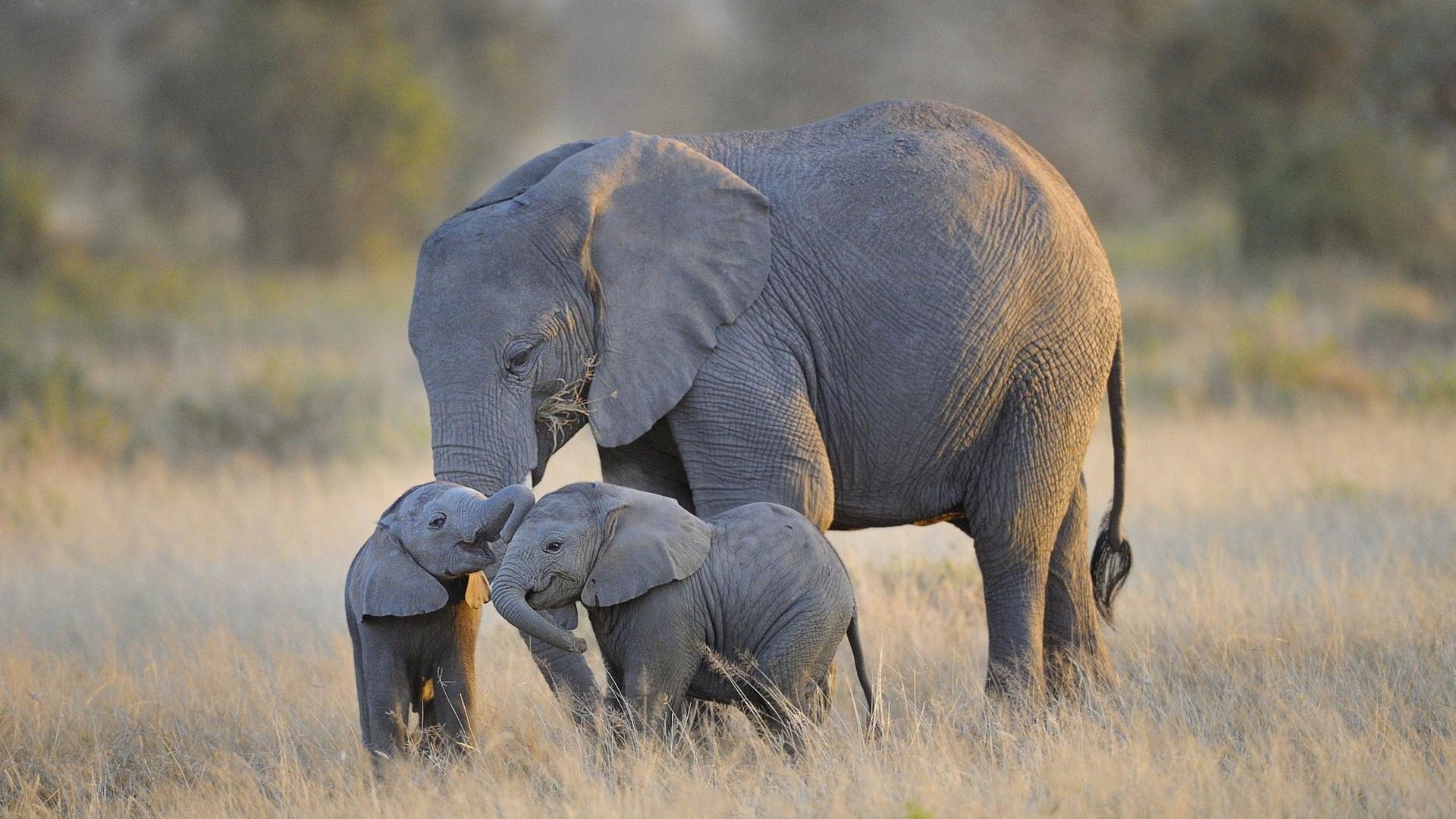 Elefante madre con due cuccioli, 1920x1080 Full HD, PC Desktop