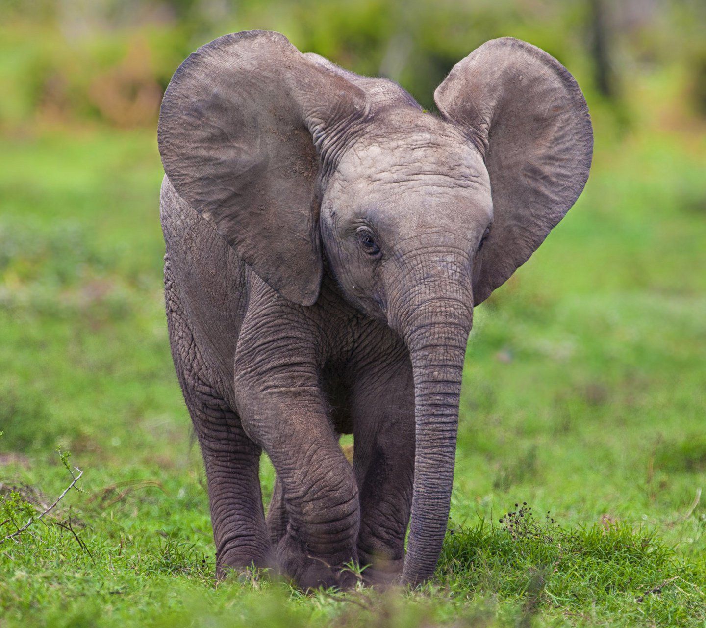 Cucciolo elefante su erba verde, 1440x1280 720p, PC