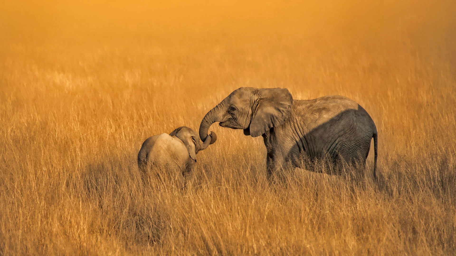 Elefante madre e cucciolo, 1920x1080 1080p, PC Desktop