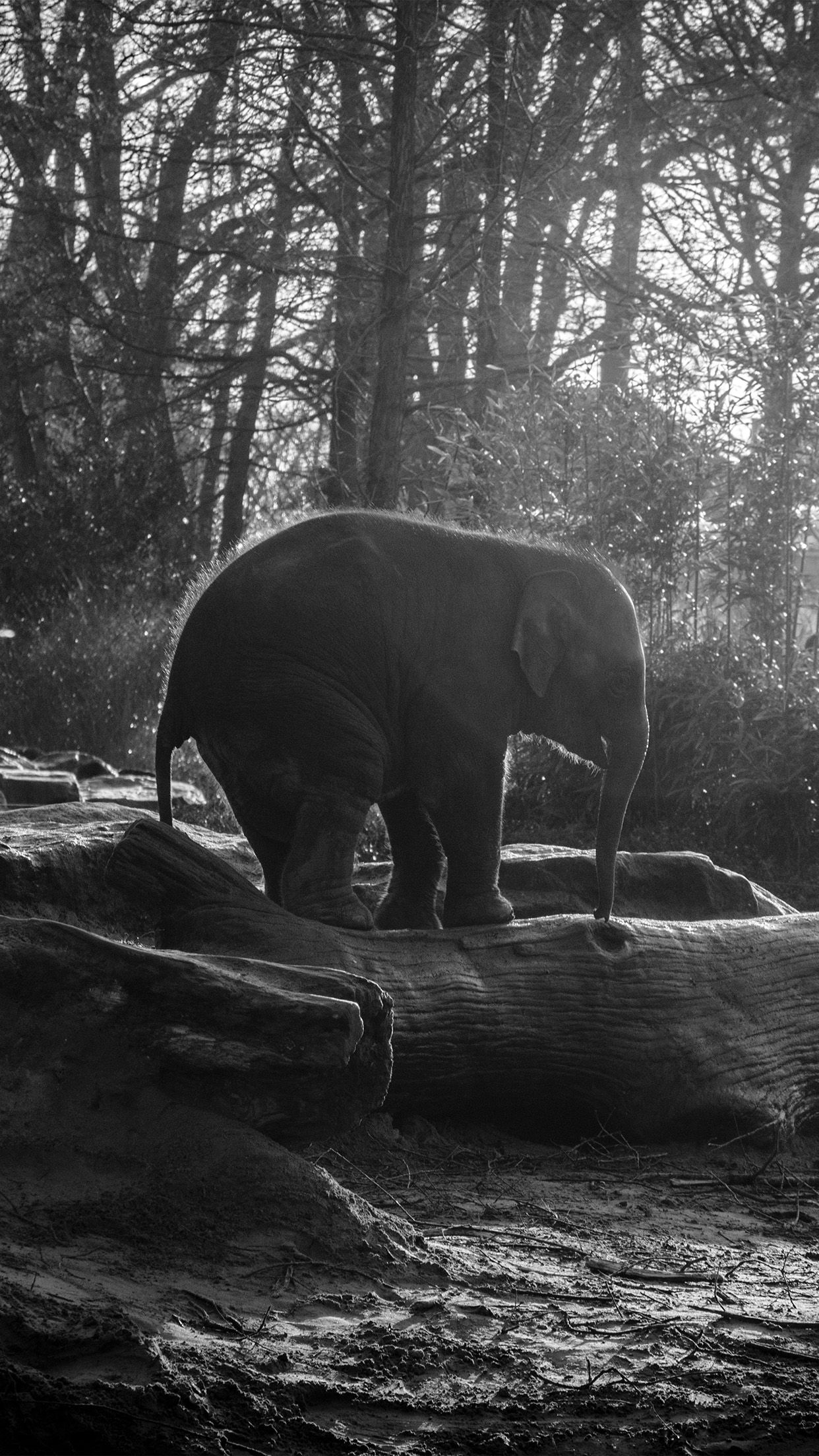 Elefante bianco e nero foresta, 1242x2208 Full HD Verticale, iPhone