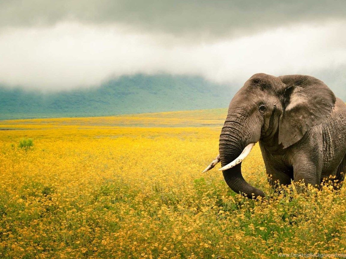 Elefante in campo fiorito, 1152x864 HD, Laptop