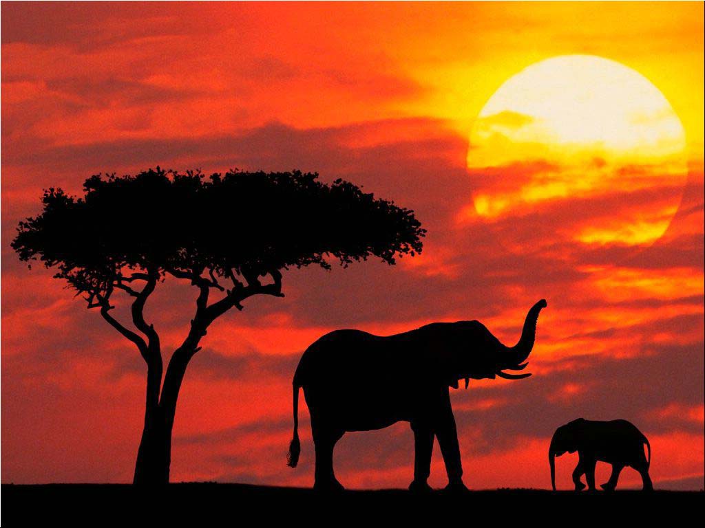 Elefanti silhouette al tramonto, 1024x768 HD, Desktop