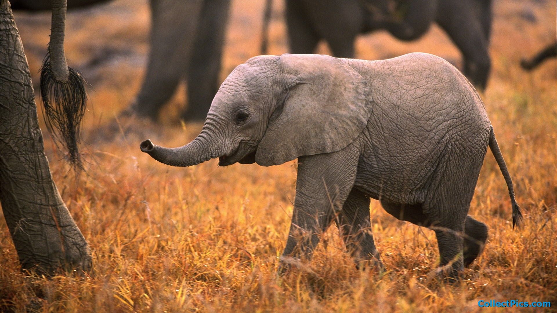 Elefantino nella savana, 1920x1080 Full HD, Desktop