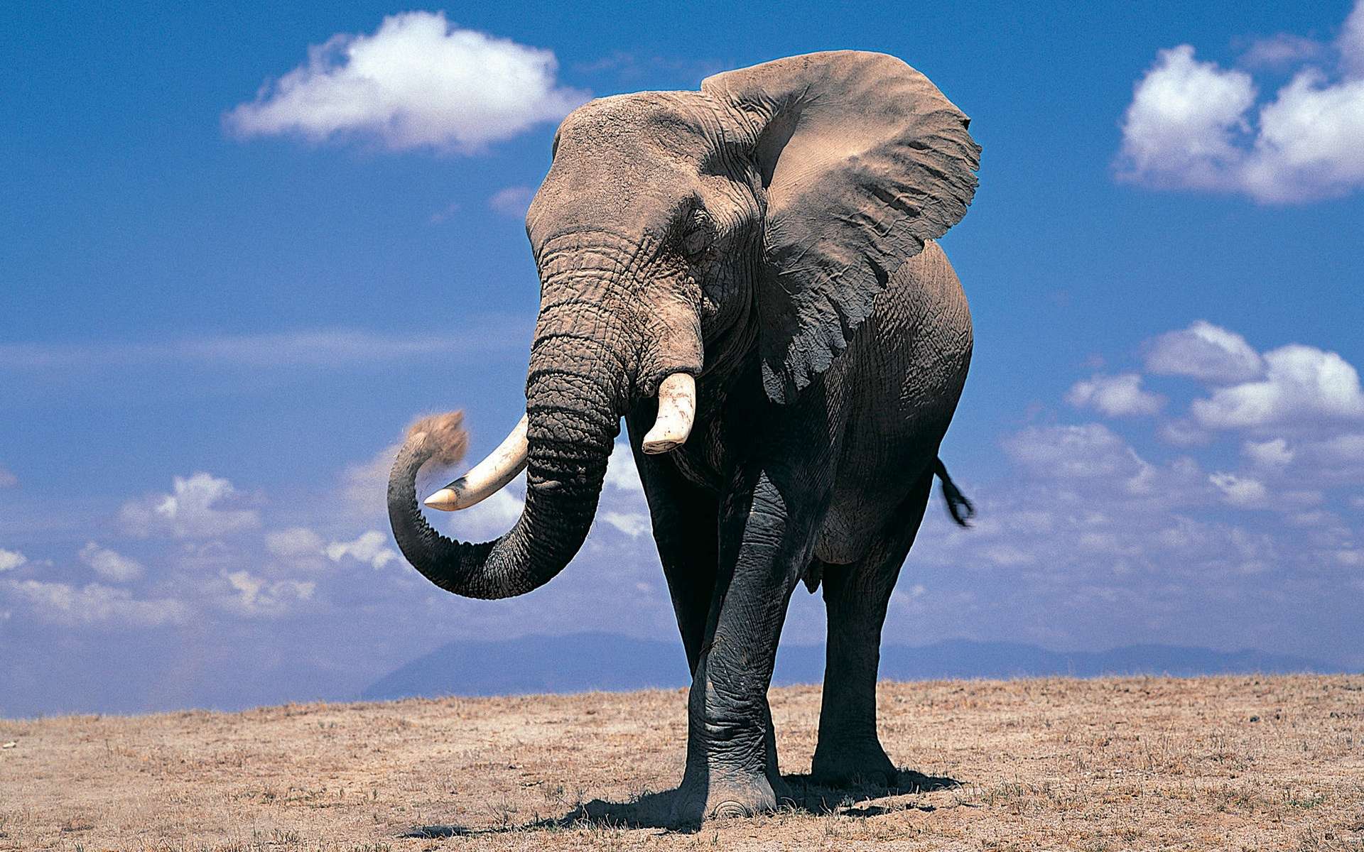 Elefante africano nella savana, 1920x1200 WUXGA, PC