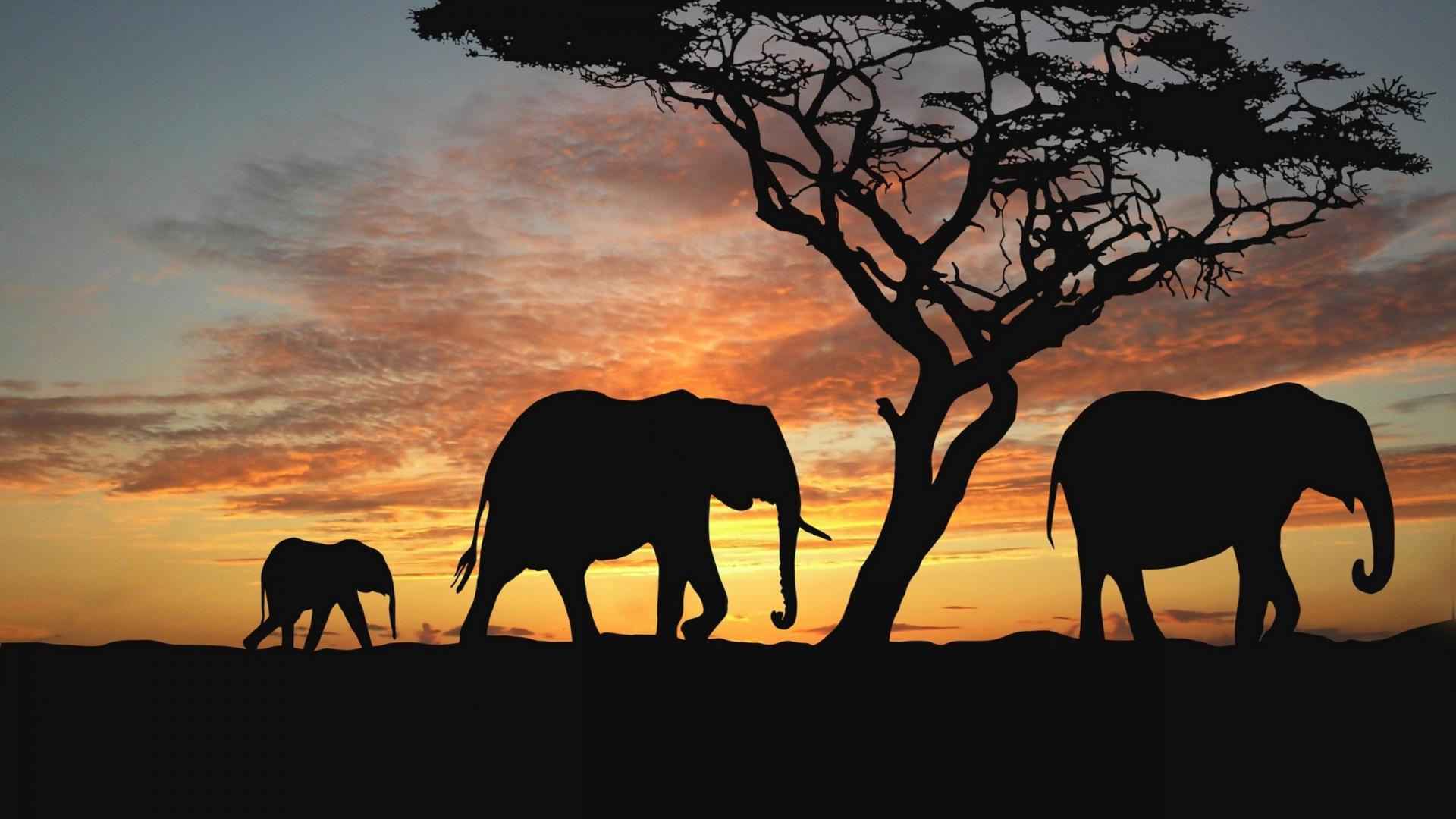 Elefanti silhouette al tramonto, 1920x1080 Full HD 1080p, Laptop