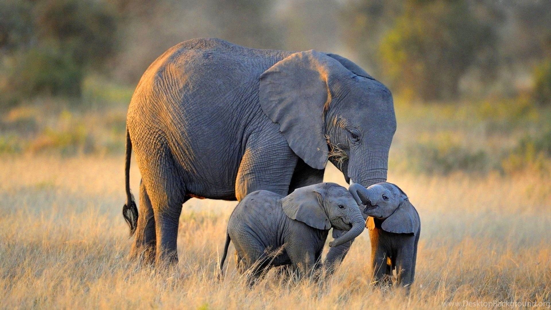 Elefanti madre e cuccioli savana, 1920x1080 1080p, PC Desktop
