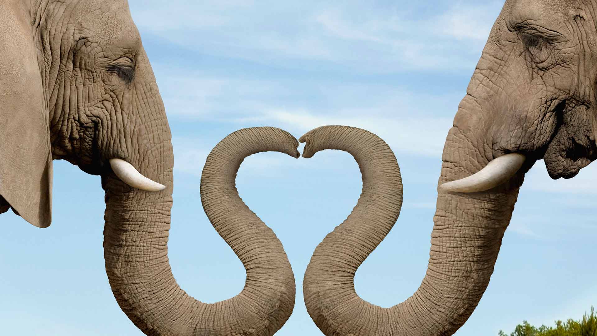 Elefanti trombe cuore, 1920x1080 1080p, Desktop