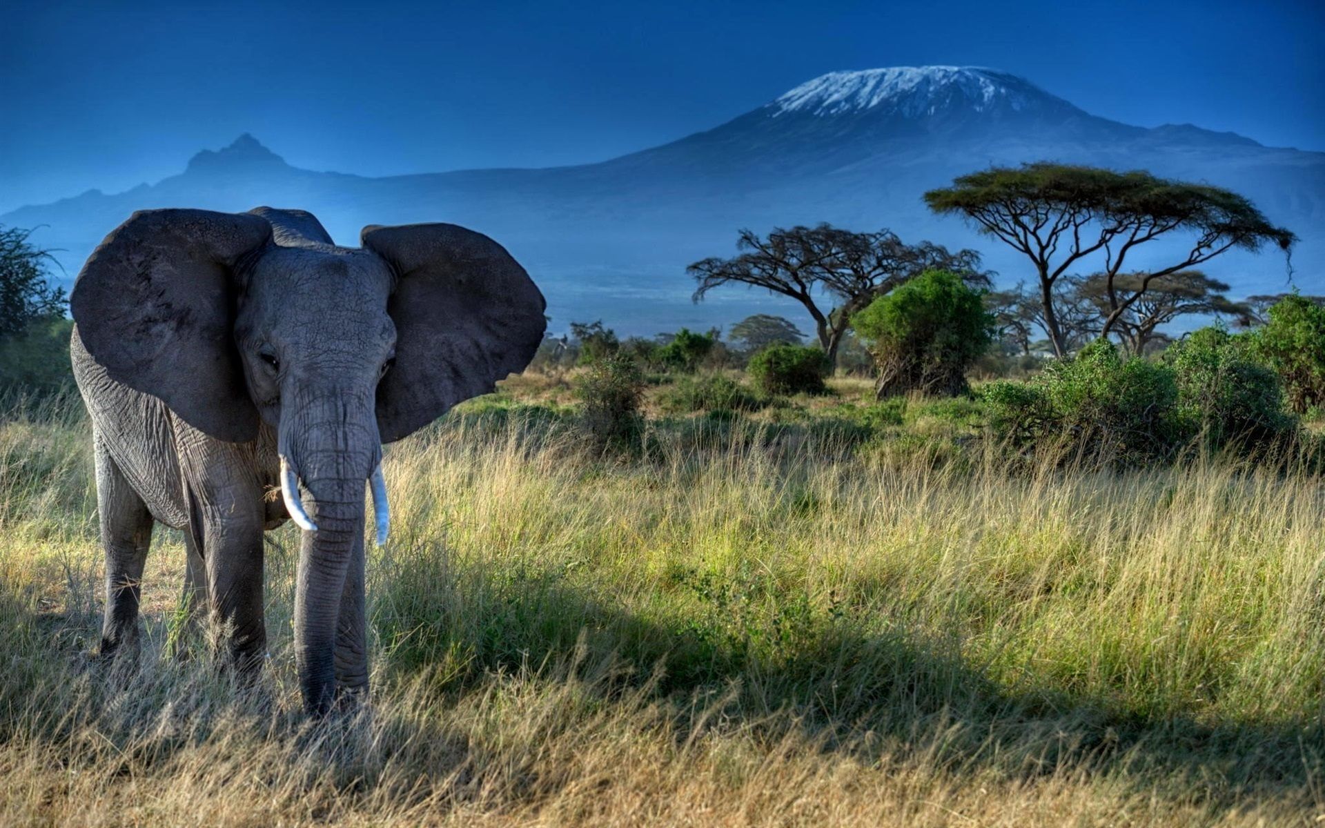 Elefante savana africana montagna, 1920x1200 Full HD+ WUXGA, PC