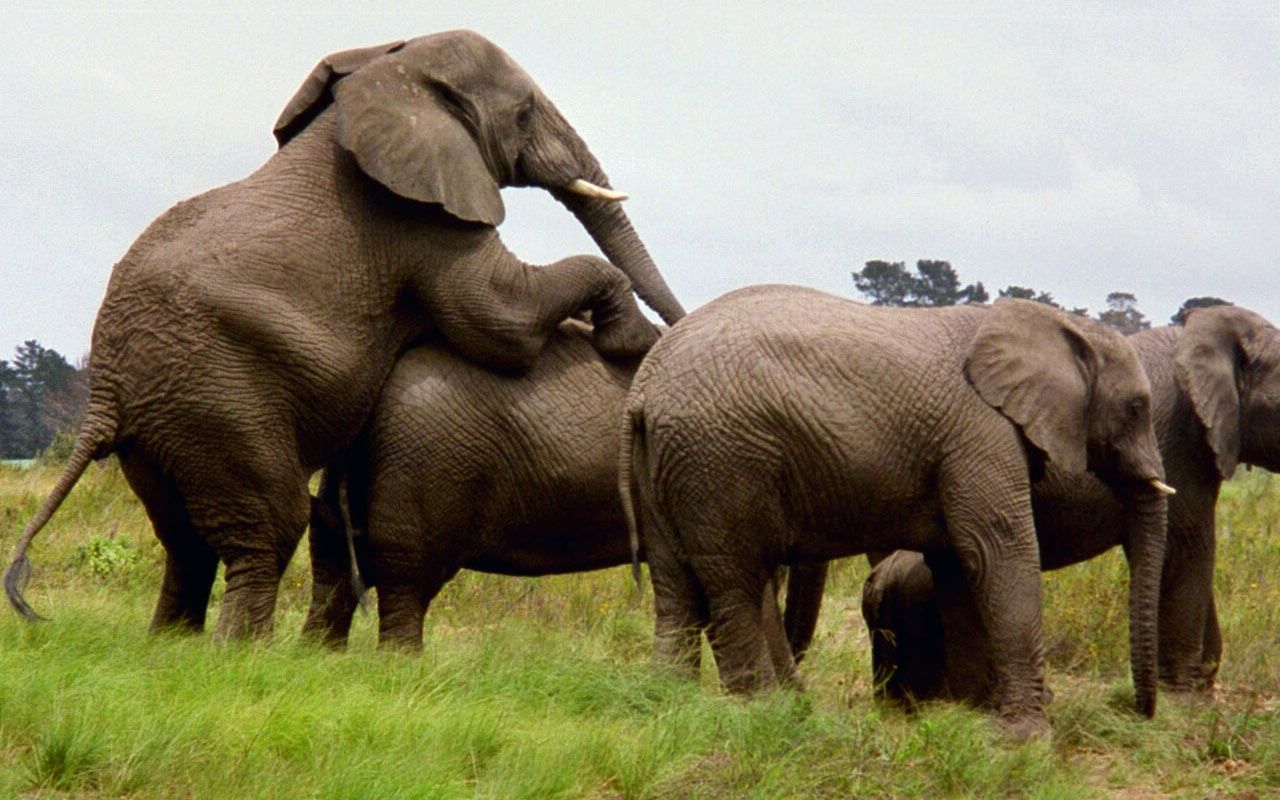 Elefanti nella savana, 1280x800 HD, Desktop