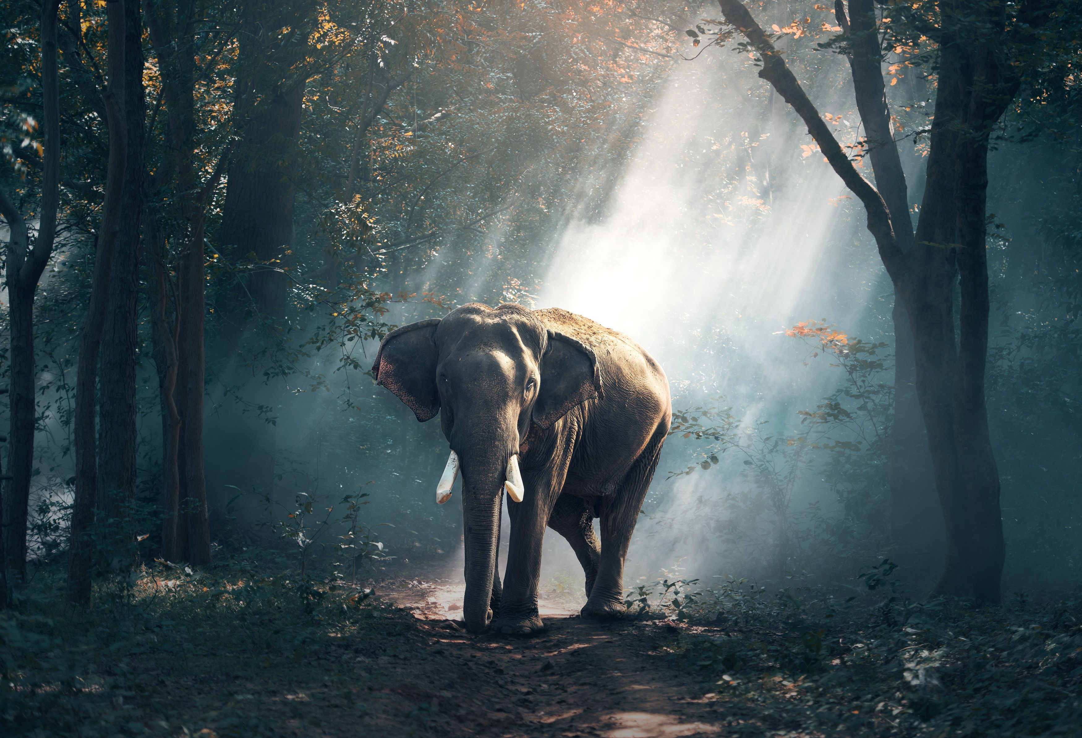 Elefante nella foresta luminosa, 3500x2388 WQXGA, PC