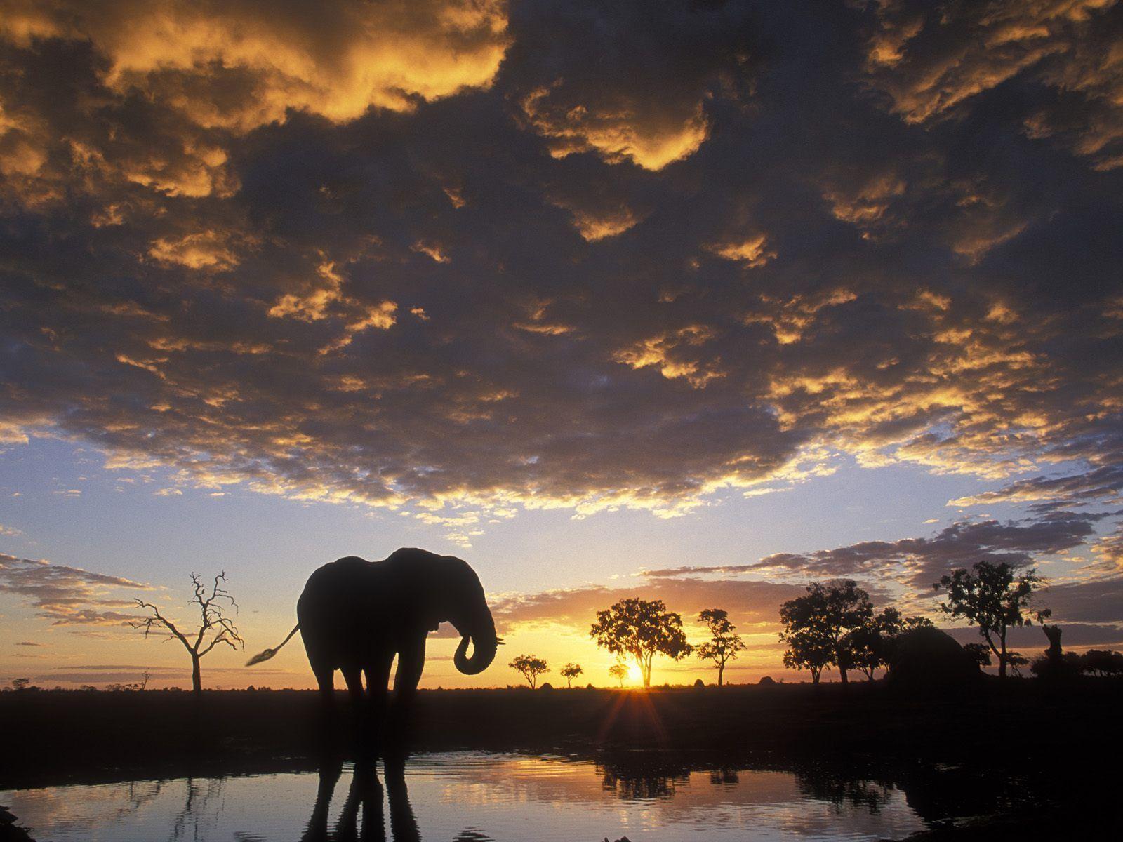 Elefante silhouette al tramonto, 1600x1200 HD Ready, Desktop