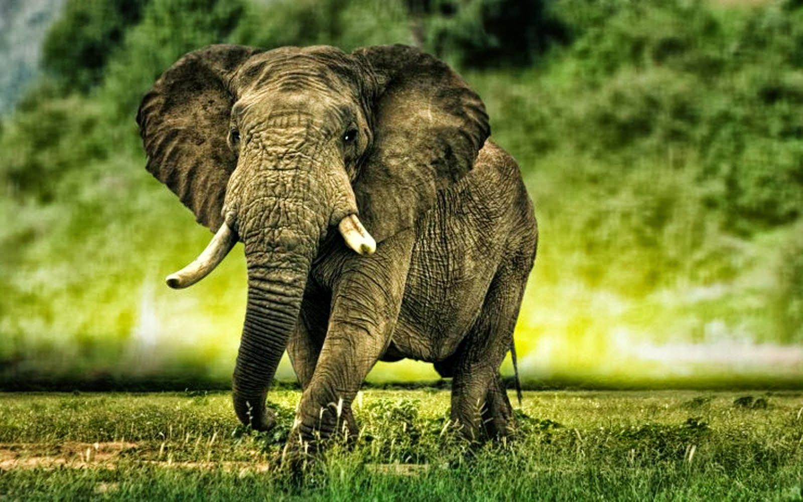 Elefante realistico su prato verde, 1600x1000 HD, Laptop