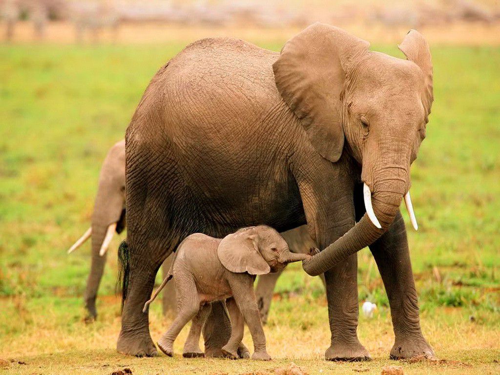 Elefante madre con cucciolo, 1024x768 HD, Desktop