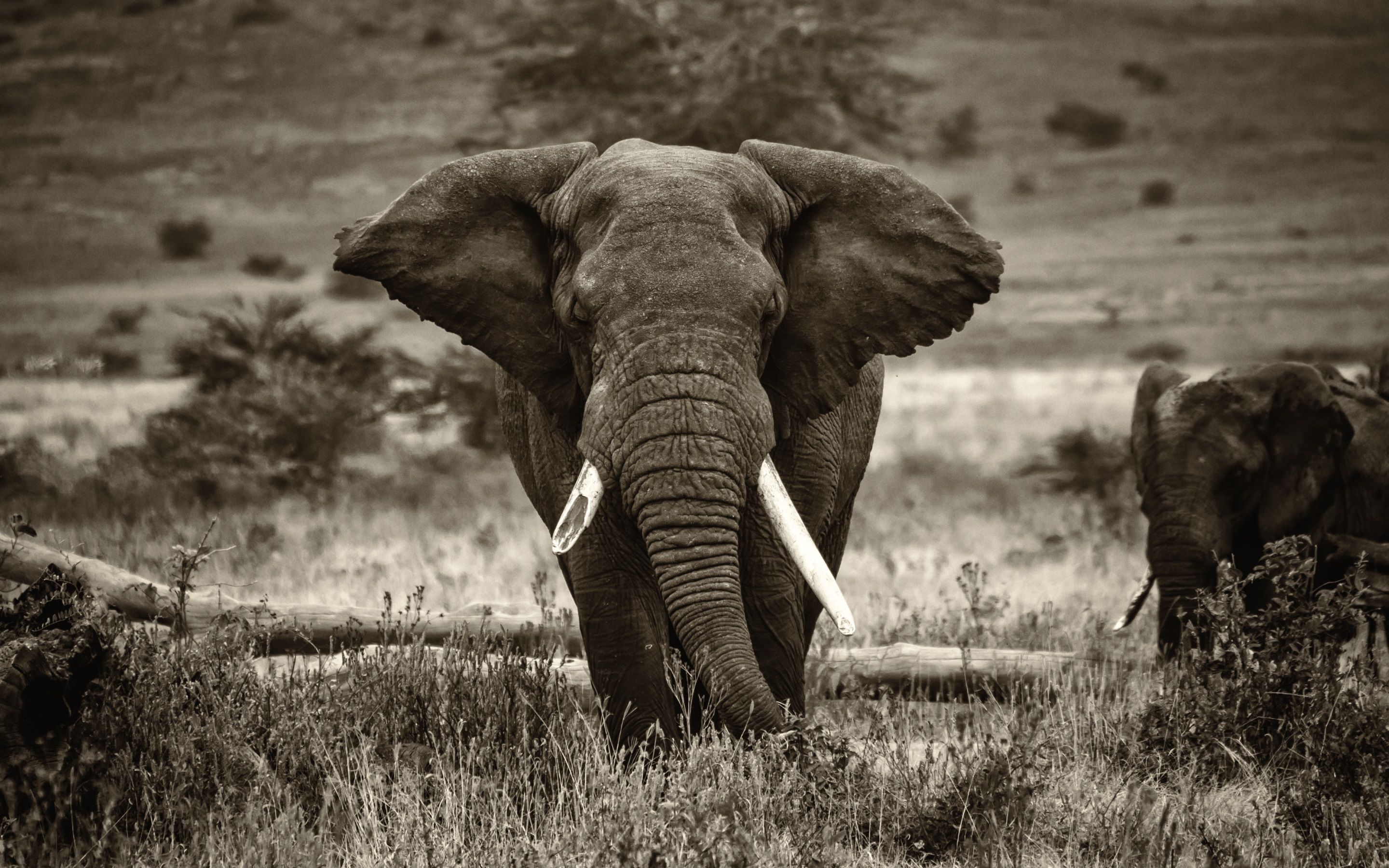 Elefante africano in savana, 2880x1800 2K, Desktop