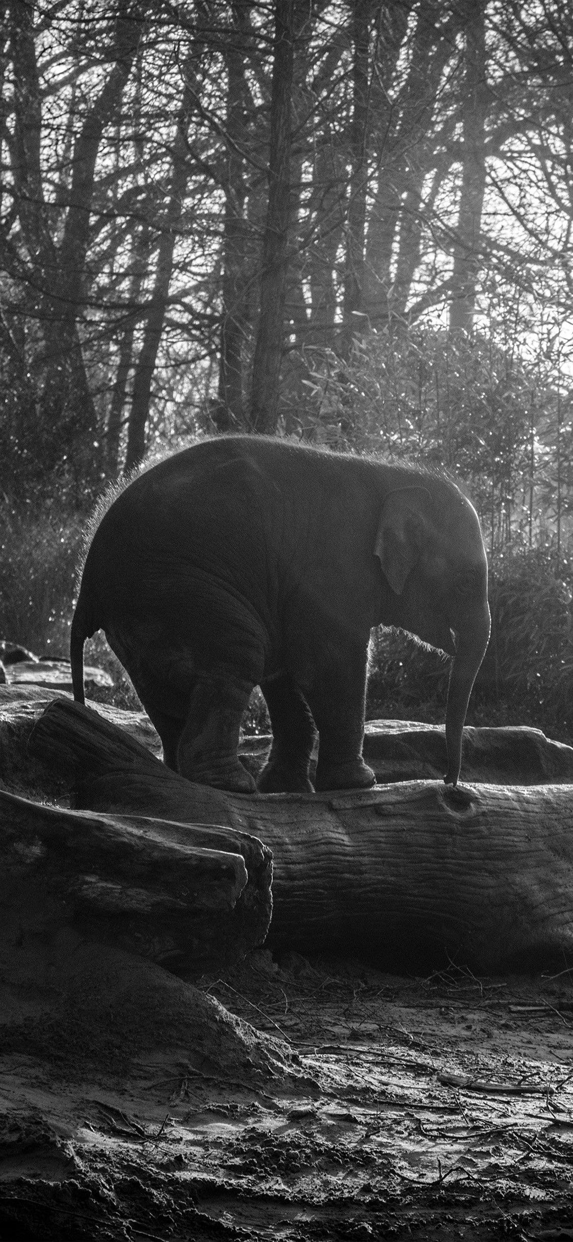 Elefante nella foresta bianco e nero, 1125x2436 Full HD Verticale, iPhone Pro Max