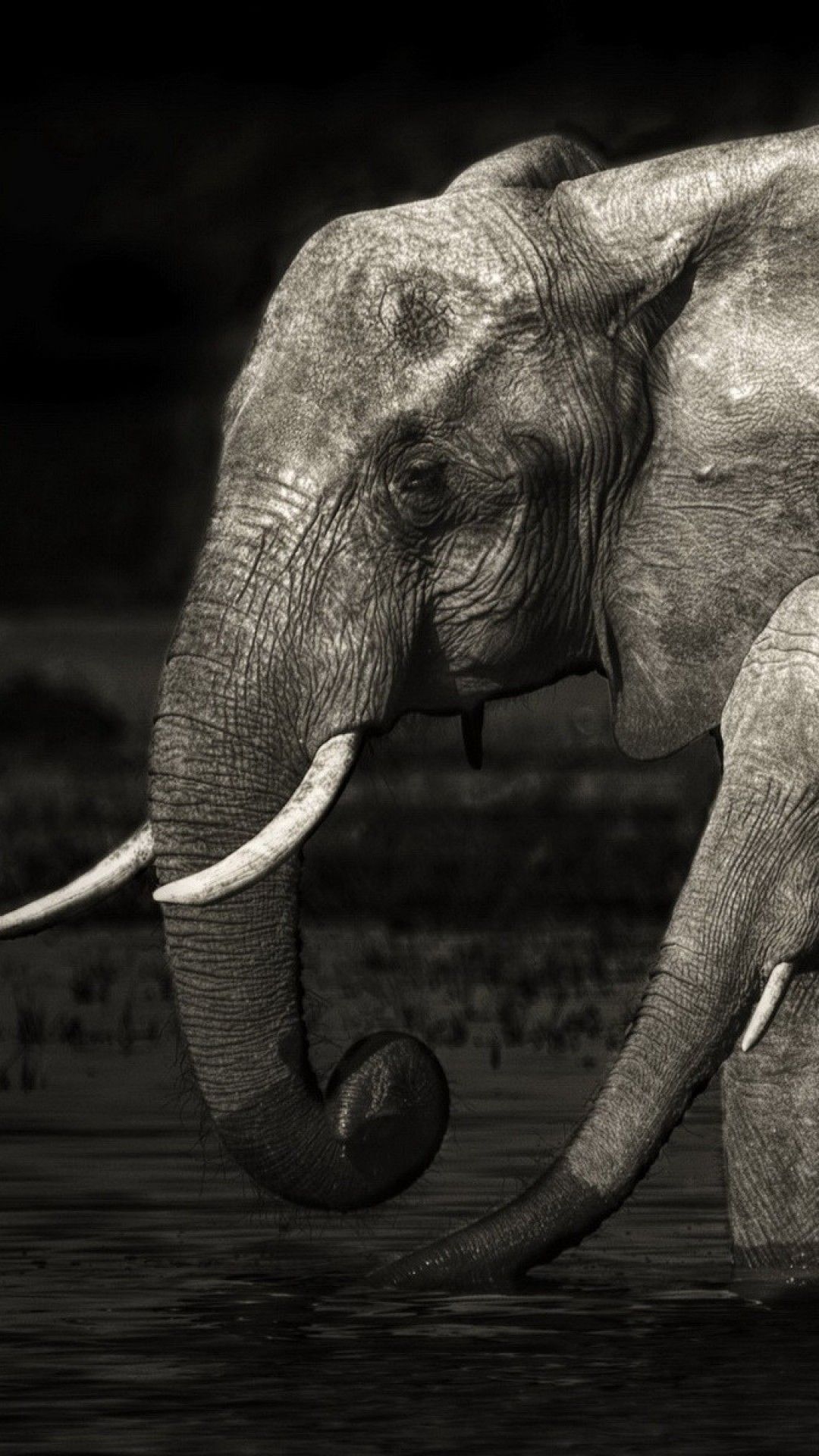 Elefante in bianco e nero, 1080x1920 Verticale, iPhone Pro