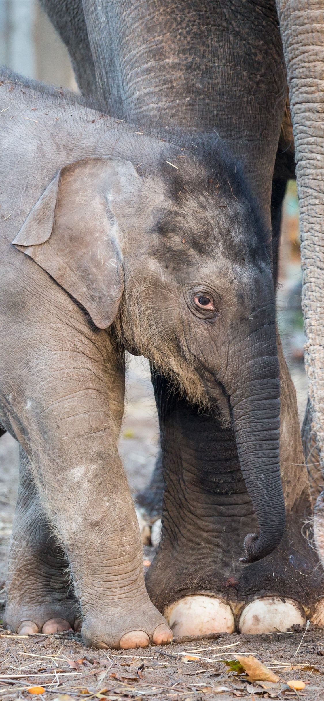 Elefante bambino con adulto, 1125x2436 Full HD Verticale, iPhone Plus
