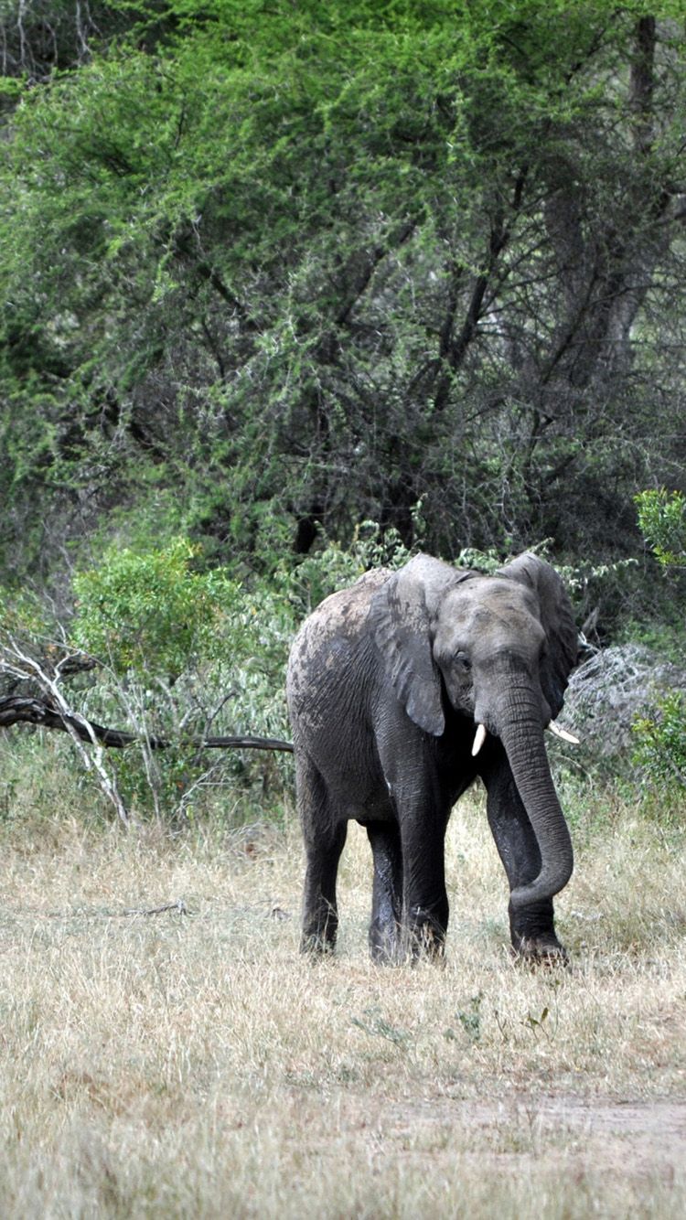 Elefante nella savana, 750x1334 Full HD Verticale, iPhone
