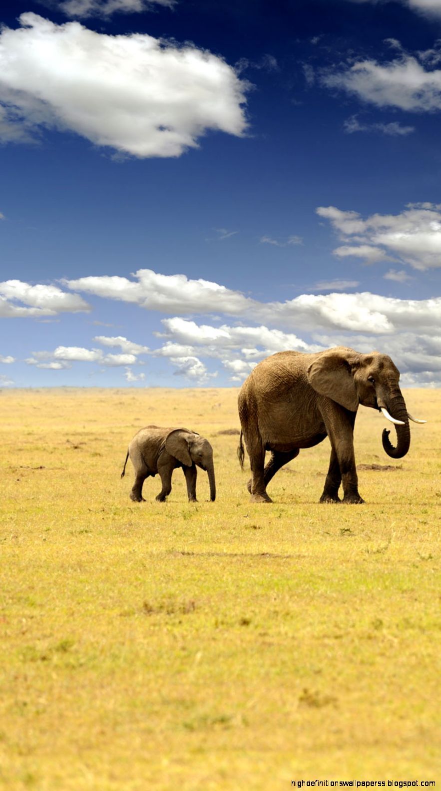 Elefante e cucciolo savana, 883x1584 Full HD Verticale, iPhone Pro Max
