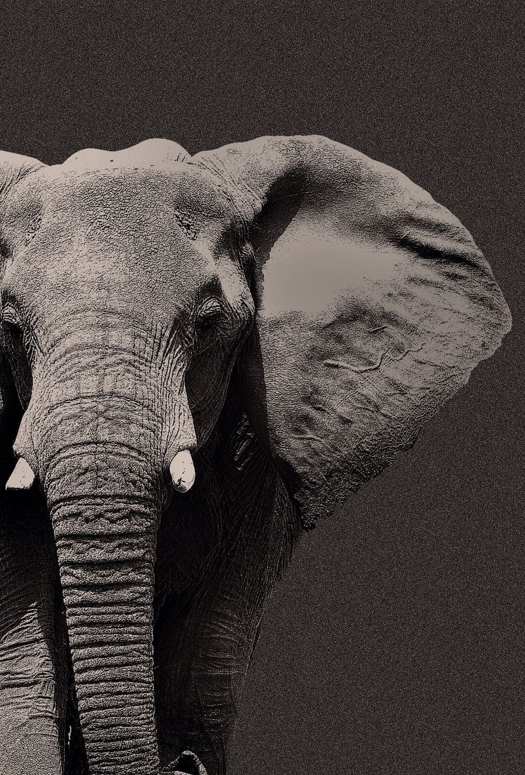 Elefante nero bianco e nero, 736x1087 Verticale, iPhone Pro