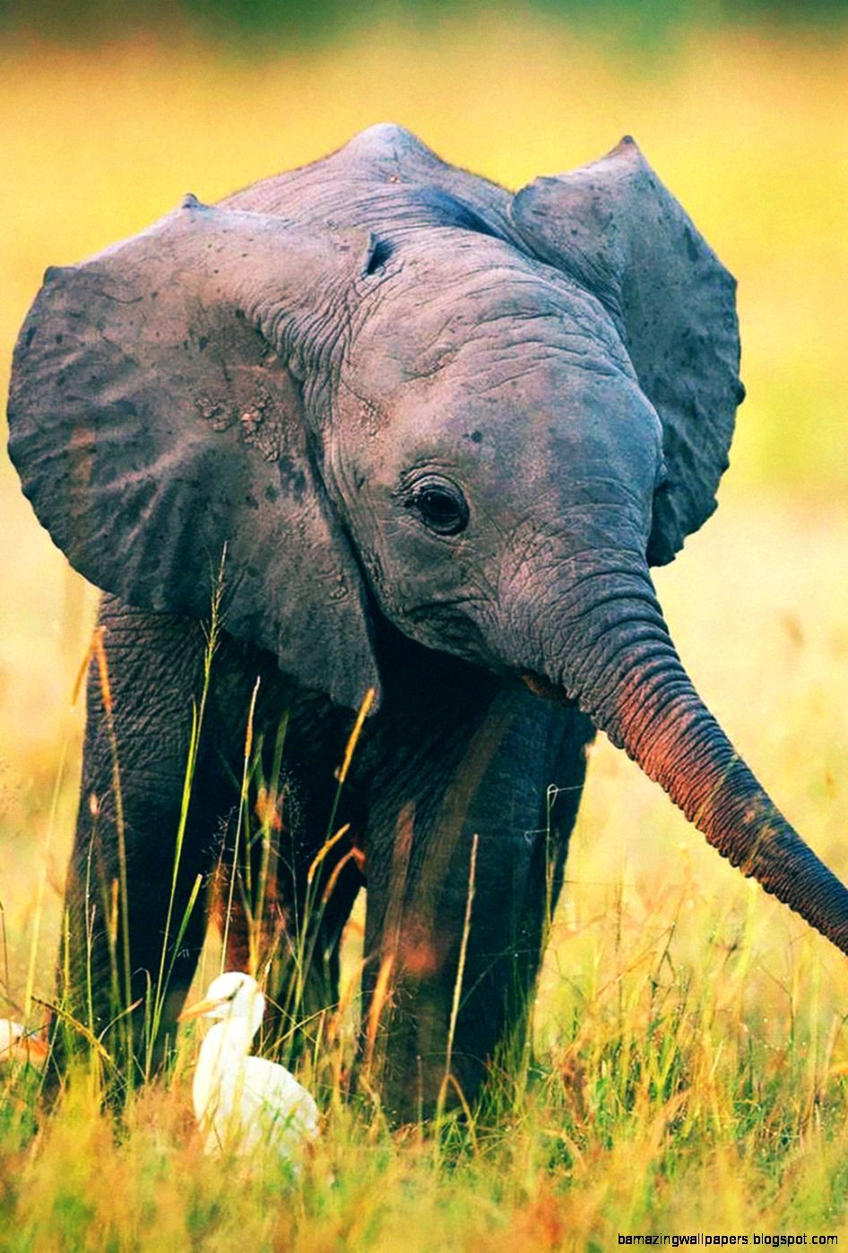 Elefante bambino nell'erba, 946x1397 Full HD Verticale, iPhone Air
