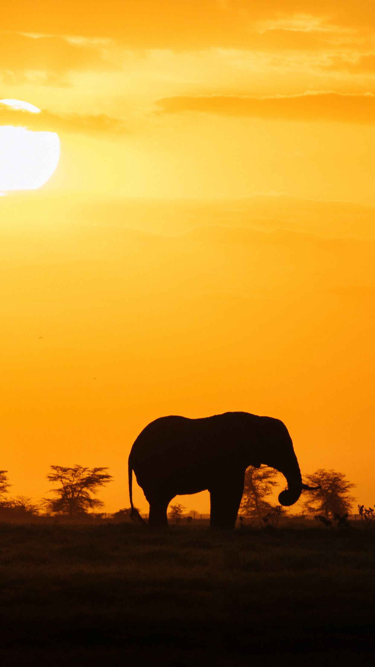 Elefante silhouette al tramonto, 1242x2208 Full HD Verticale, iPhone Plus