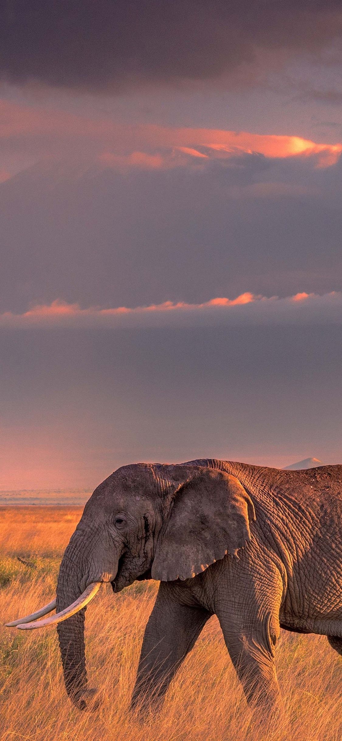 Elefante nella savana al tramonto, 1125x2436 Verticale, iPhone