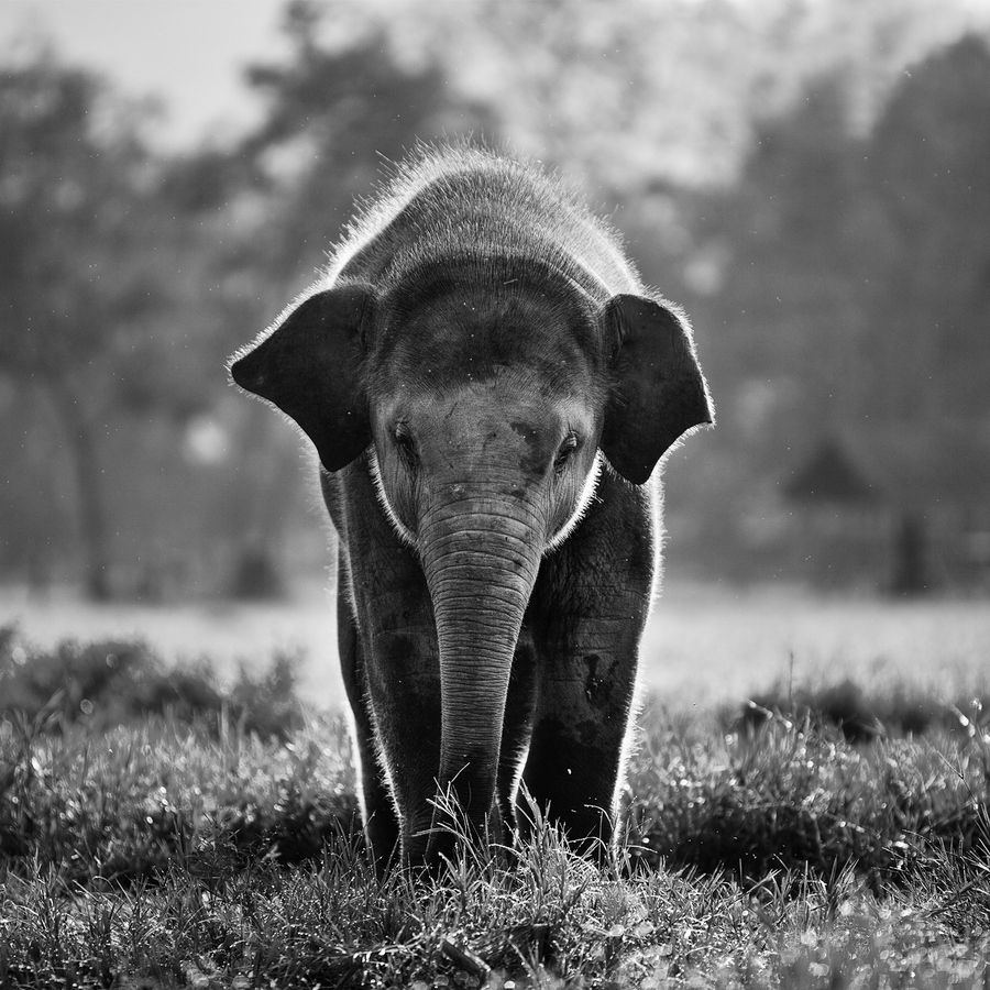 Elefante bianco e nero, 900x900 HD, Laptop