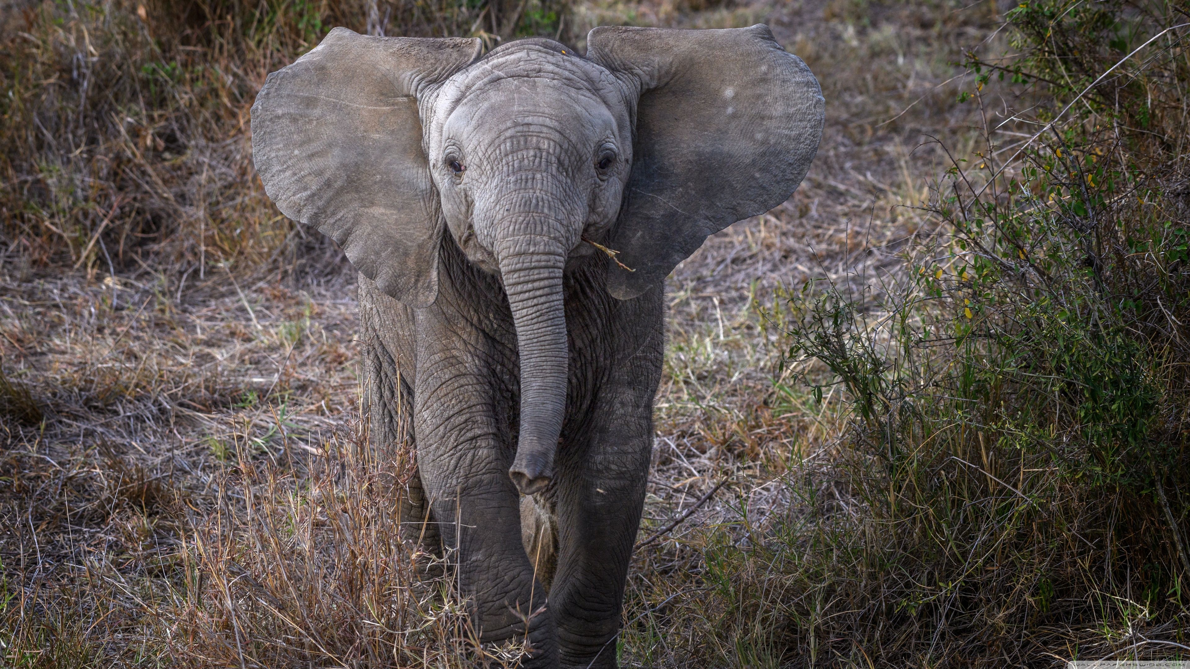 Cucciolo elefante africano nella savana, 3840x2160 4K Ultra HD, Monitor 4K