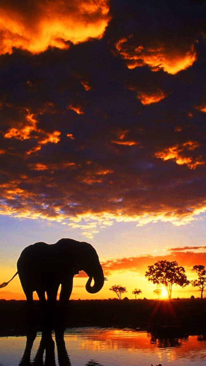 Elefante silhouette al tramonto, 720x1280 Verticale, iPhone Pro