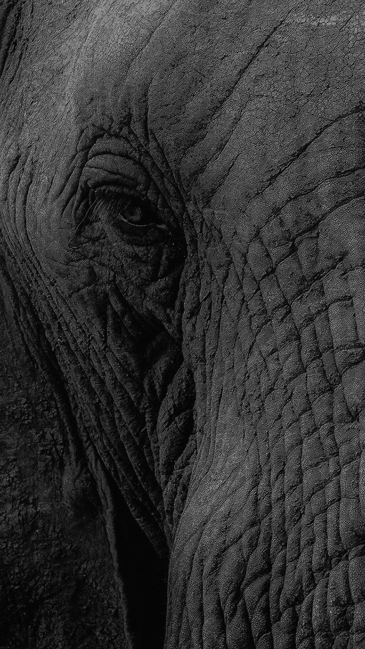 Occhio elefante bianco e nero, 1242x2208 Verticale, iPhone Pro Max