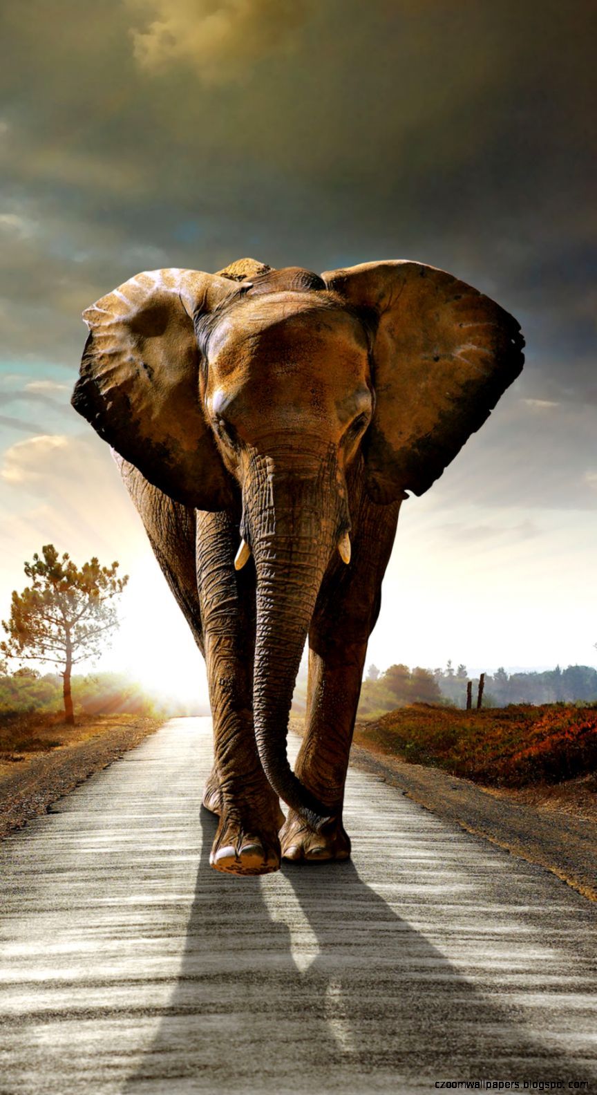 Elefante che cammina su strada, 864x1584 Verticale, iPhone Air