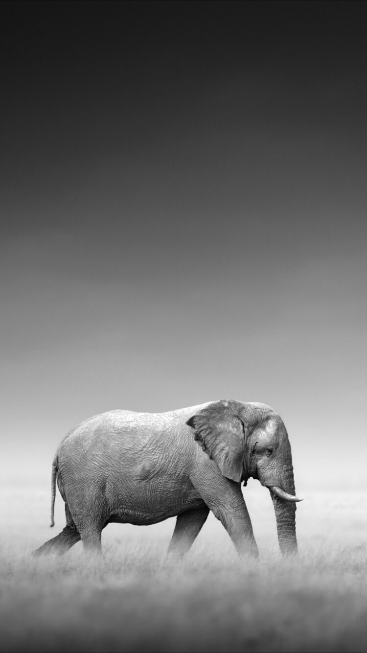 Elefante in bianco e nero, 750x1334 Full HD Verticale, iPhone