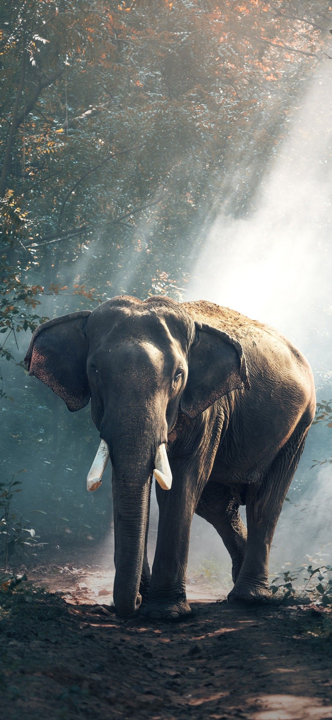Elefante nella foresta, 1125x2436 Full HD Verticale, iPhone Plus