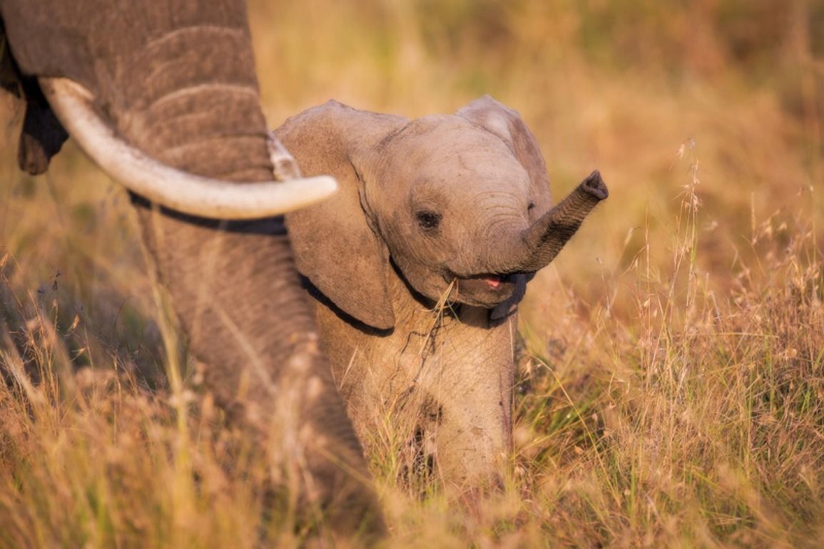 Cucciolo elefante accanto madre, 1155x770 HD, PC Desktop