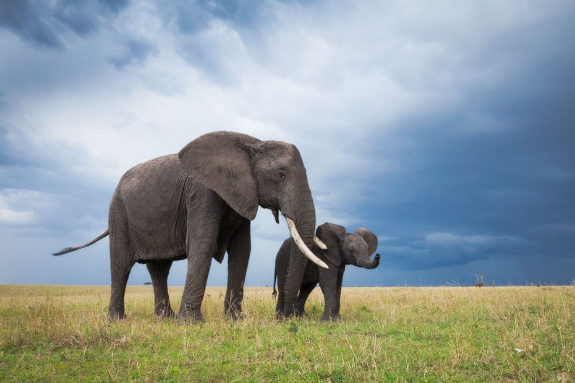 Elefante adulto e cucciolo savana, 1155x770 HD, PC