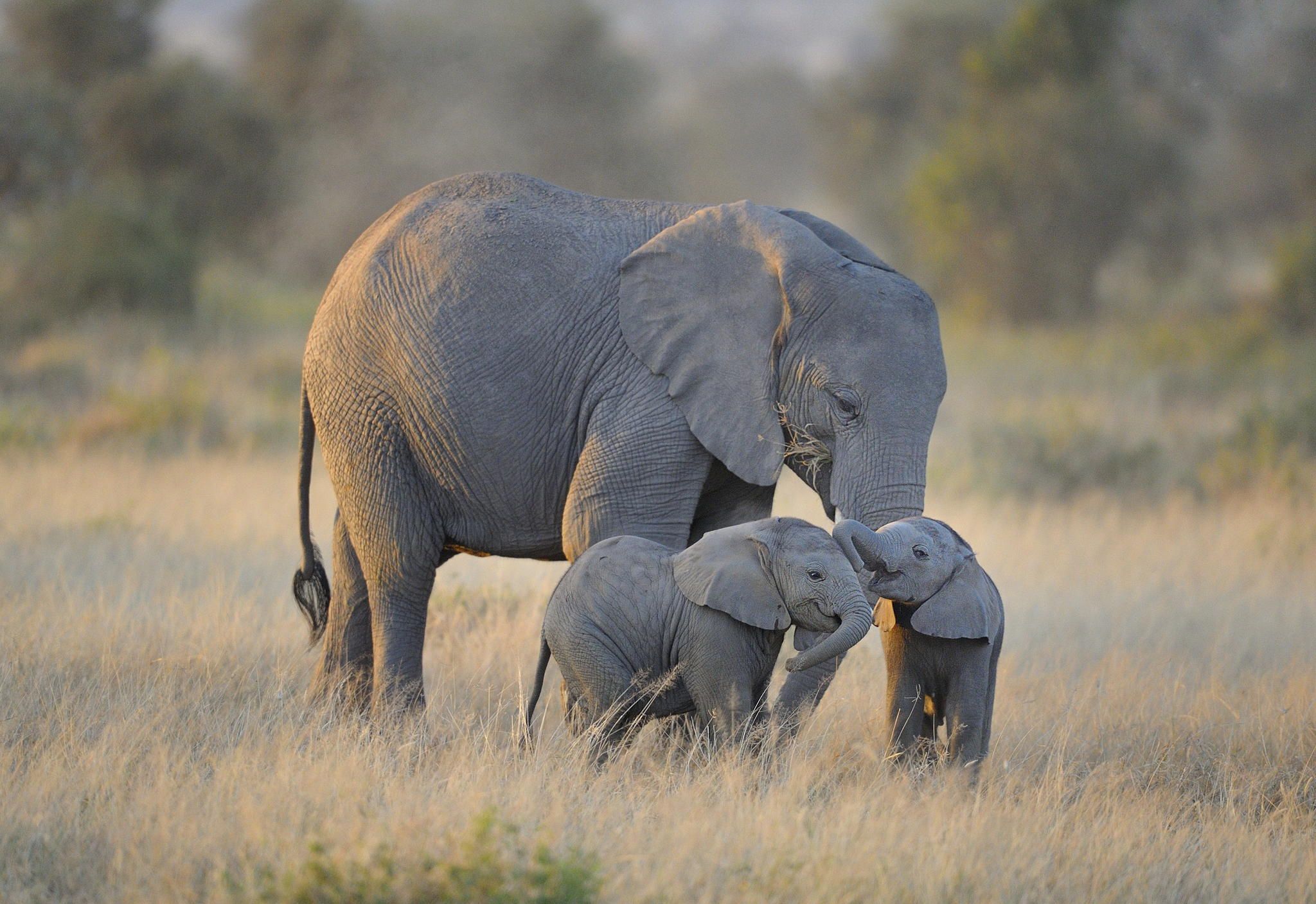 Elefante madre con due cuccioli, 2048x1407 alta risoluzione, Laptop