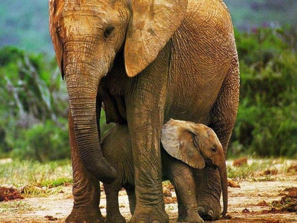 Elefante madre e cucciolo, 1024x768 HD, Laptop