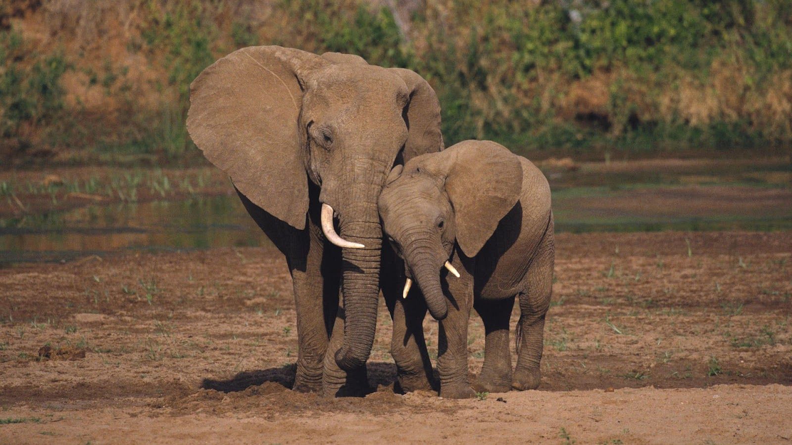 Elefante adulto e cucciolo, 1600x900 HD Ready, Desktop