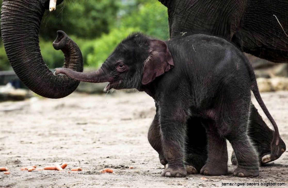 Elefante e coccodrillo fiume, 1920x1200 Full HD+ WUXGA, Laptop
