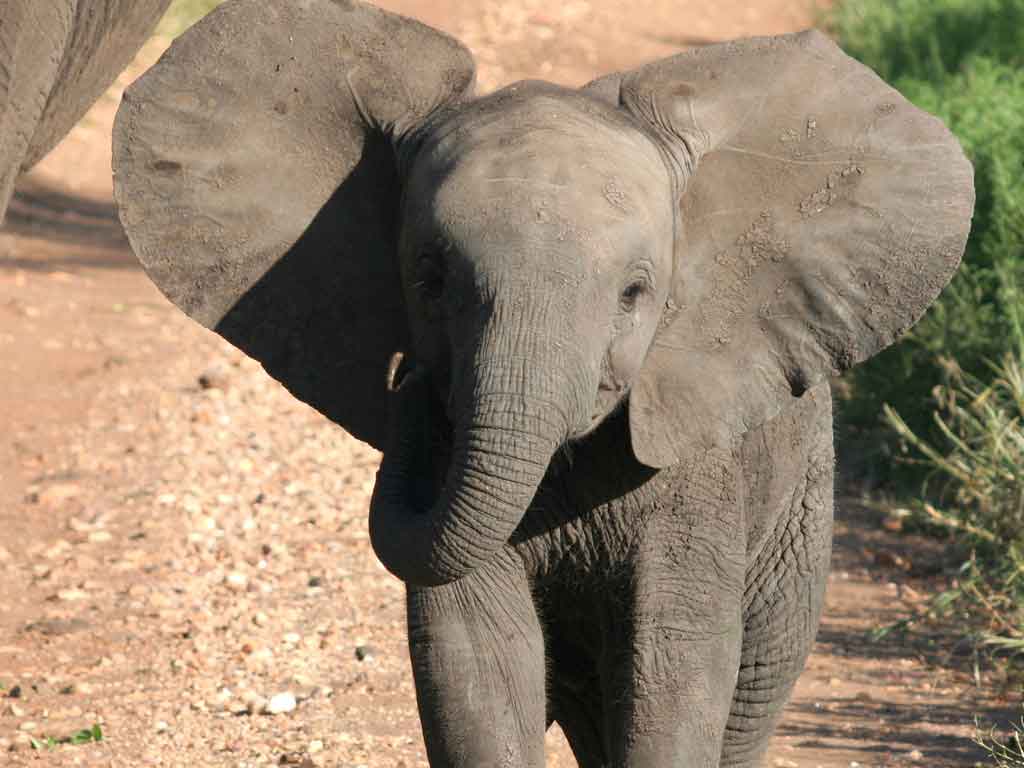 Elefantino con elefante adulto, 1116x728 HD, PC