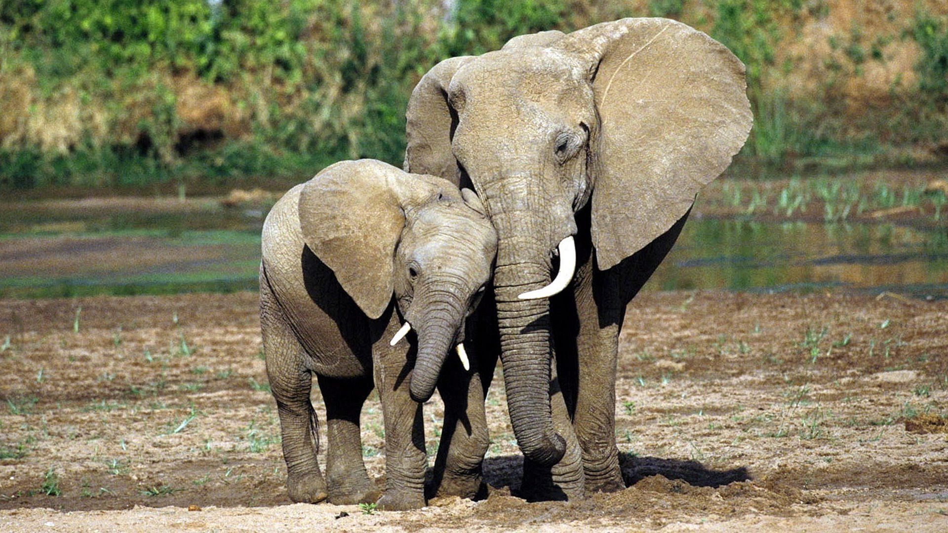 Elefante madre con cucciolo, 1920x1080 Full HD, PC