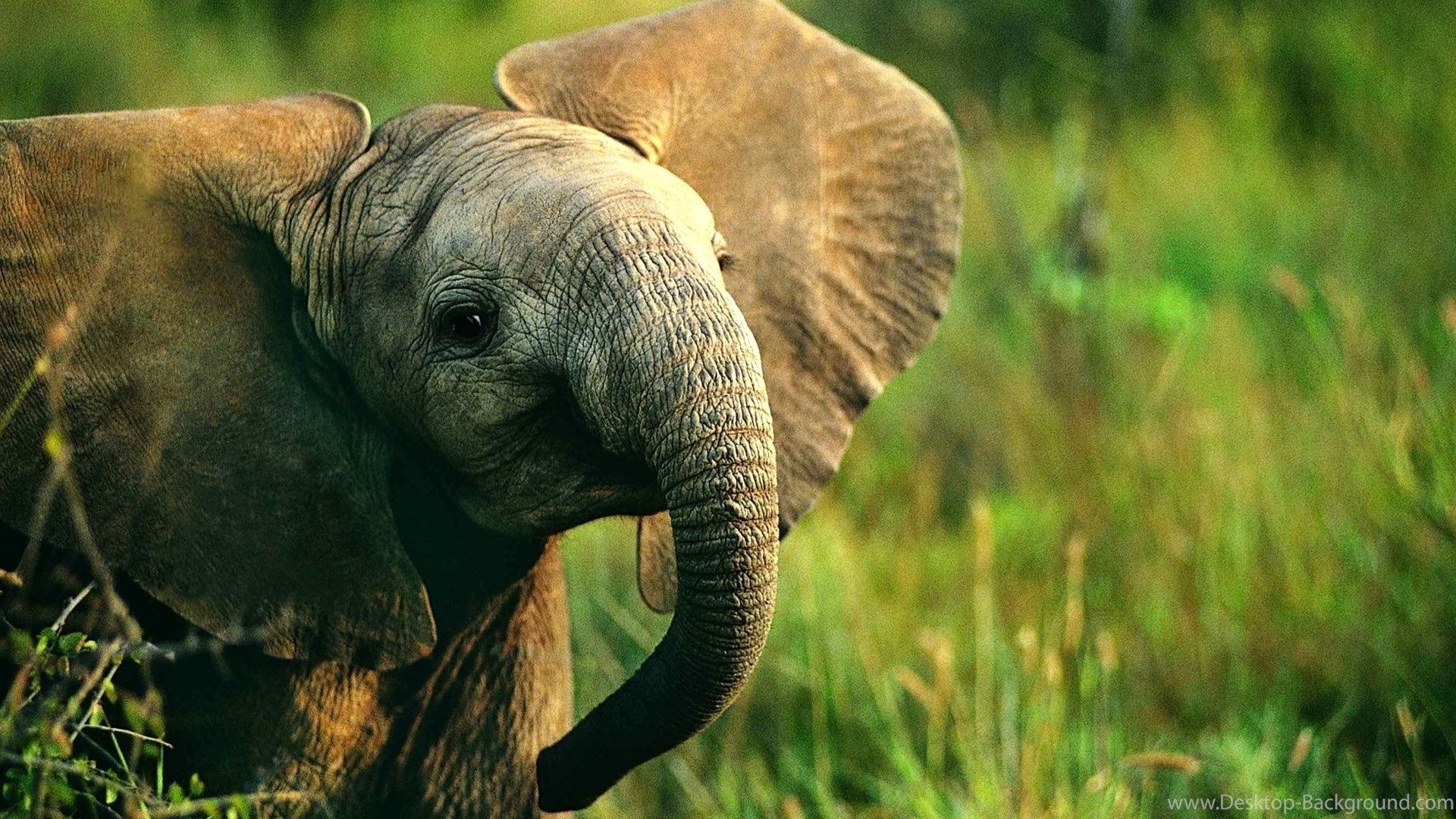 Elefantino nella natura, 1920x1080 1080p, Desktop