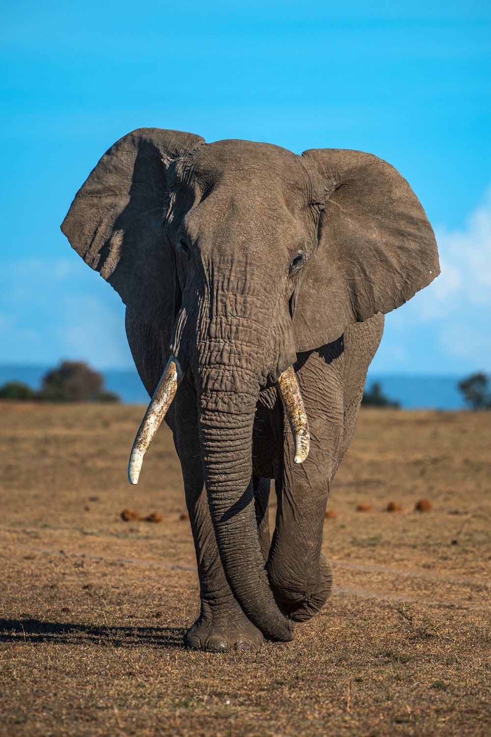 Elefante africano nella savana, 1000x1500 Full HD Verticale, iPhone Air