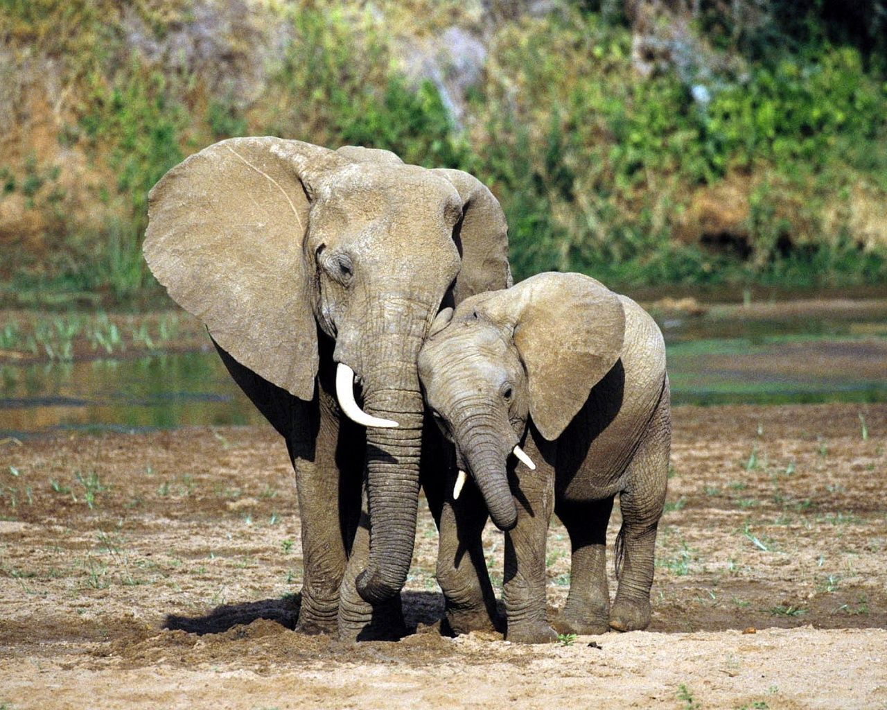 Elefante madre e cucciolo, 1280x1024 720p, PC