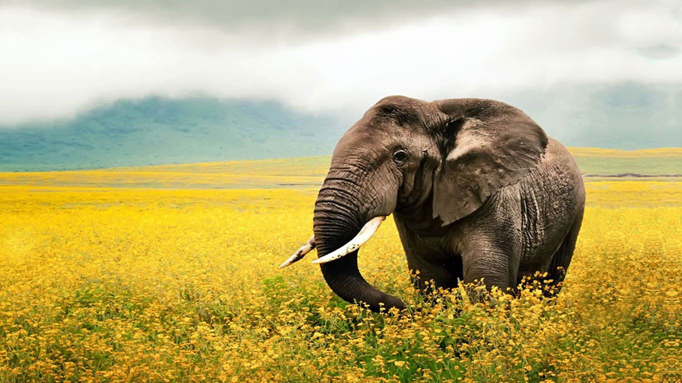 Elefante in campo di fiori gialli, 1366x768 HD, Desktop