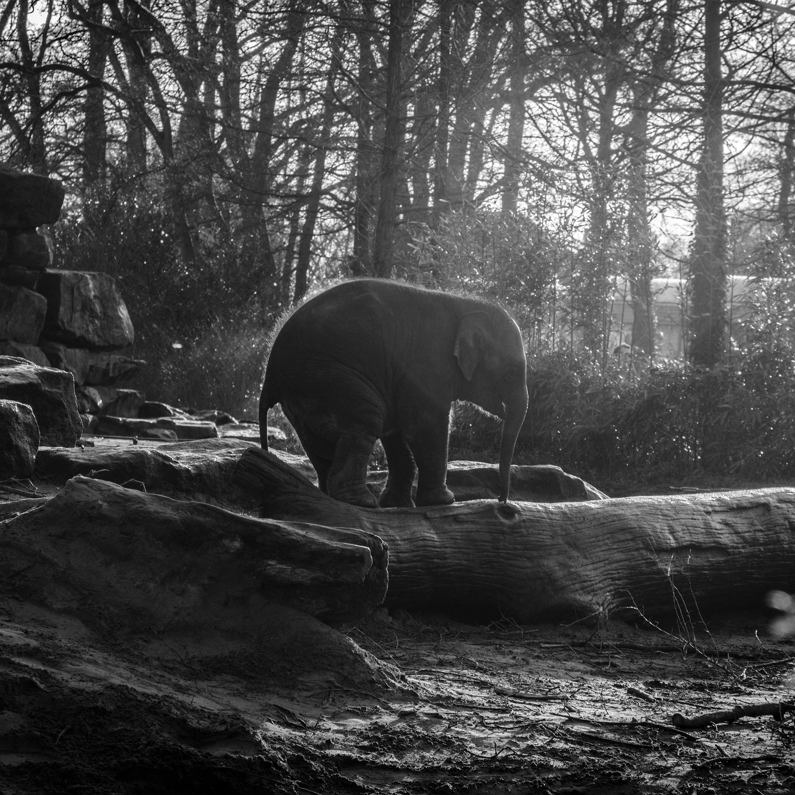 Elefante bianco e nero foresta, 2732x2732 WQXGA, Laptop