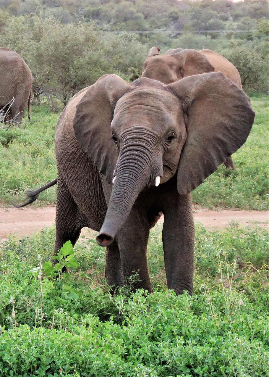 Elefante nella savana verde, 910x1274 Full HD Verticale, iPhone