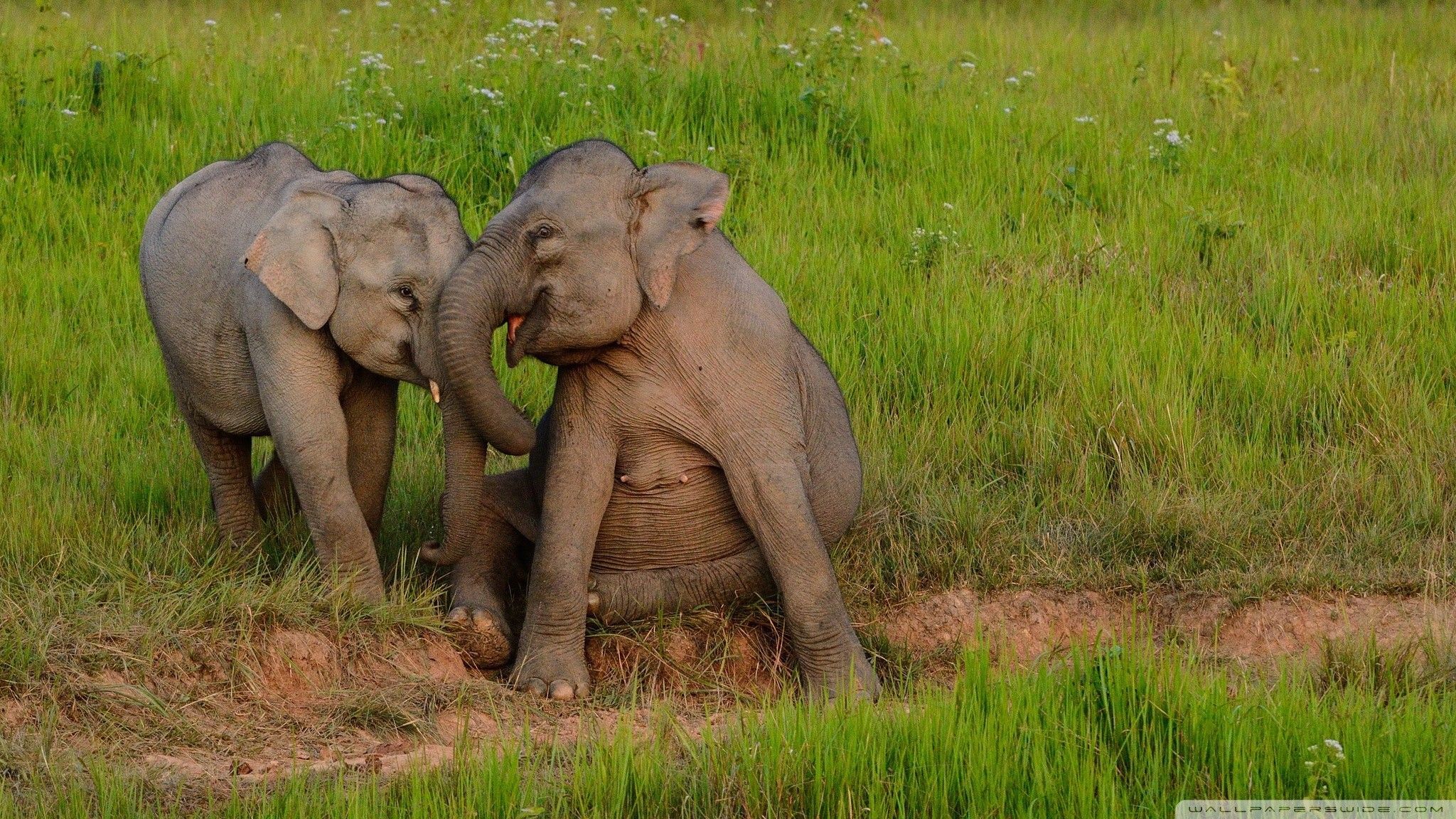 Elefante adulto nella savana, 1920x1080 1080p, Desktop